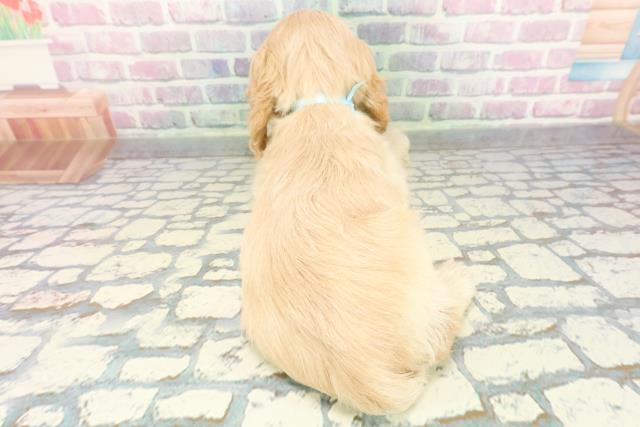 静岡県のアメリカンコッカースパニエル (Coo&RIKU浜松店/2025年12月15日生まれ/男の子/バフ)の子犬の4枚目の画像