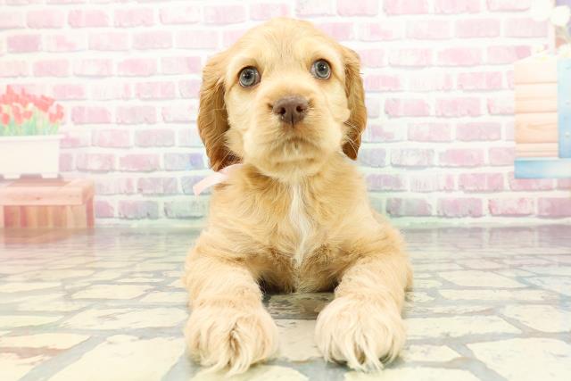 静岡県のアメリカンコッカースパニエル (Coo&RIKU藤枝店/2025年12月15日生まれ/女の子/バフ)の子犬の1枚目の画像