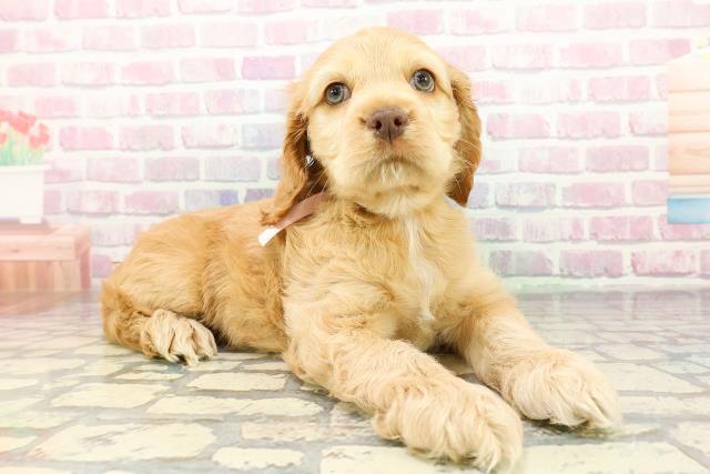 静岡県のアメリカンコッカースパニエル (Coo&RIKU藤枝店/2025年12月15日生まれ/女の子/バフ)の子犬の3枚目の画像