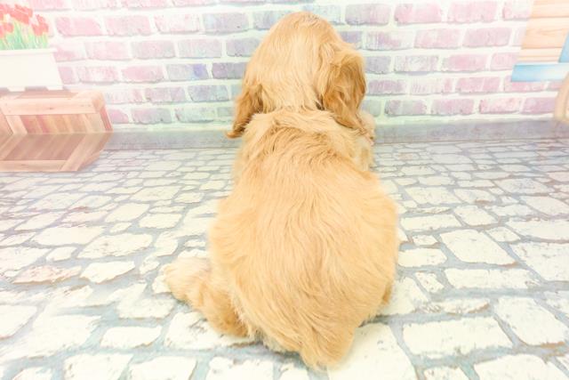 静岡県のアメリカンコッカースパニエル (Coo&RIKU藤枝店/2025年12月15日生まれ/女の子/バフ)の子犬の4枚目の画像