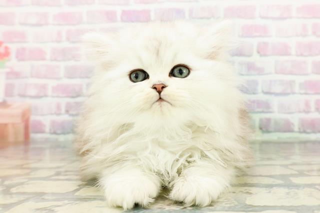 東京都のペルシャ (Coo&RIKU武蔵小山店/2025年12月14日生まれ/男の子/チンチラシルバー)の子猫