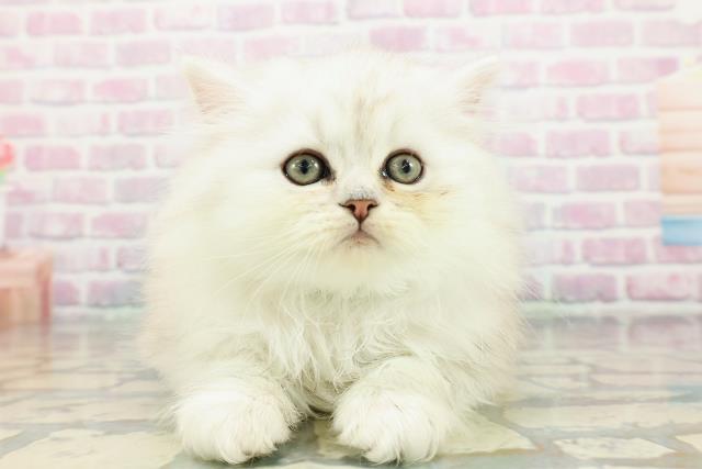 東京都のペルシャ (Coo&RIKU中野サンモール店/2025年12月14日生まれ/男の子/チンチラシルバー)の子猫