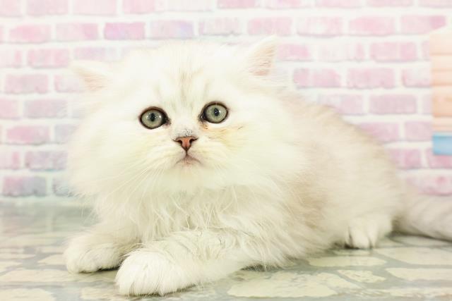 東京都のペルシャ (Coo&RIKU中野サンモール店/2025年12月14日生まれ/男の子/チンチラシルバー)の子猫の2枚目の画像