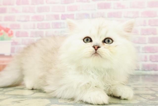 東京都のペルシャ (Coo&RIKU中野サンモール店/2025年12月14日生まれ/男の子/チンチラシルバー)の子猫の3枚目の画像