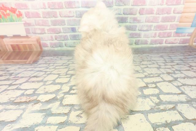 東京都のペルシャ (Coo&RIKU中野サンモール店/2025年12月14日生まれ/男の子/チンチラシルバー)の子猫の4枚目の画像