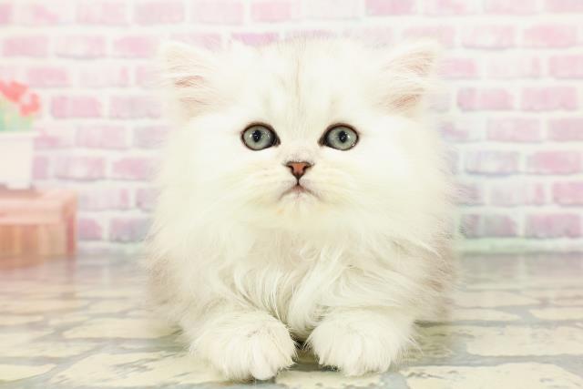 東京都のペルシャ (Coo&RIKU下北沢店/2025年12月14日生まれ/女の子/チンチラシルバー)の子猫の1枚目の画像