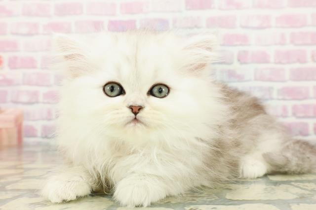 東京都のペルシャ (Coo&RIKU下北沢店/2025年12月14日生まれ/女の子/チンチラシルバー)の子猫の2枚目の画像