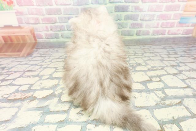 東京都のペルシャ (Coo&RIKU下北沢店/2025年12月14日生まれ/女の子/チンチラシルバー)の子猫の4枚目の画像