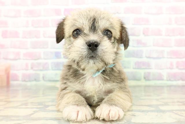 2025年12月14日生まれのハーフ犬・ミックス犬