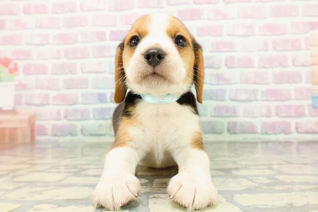 2025年12月16日生まれのビーグル