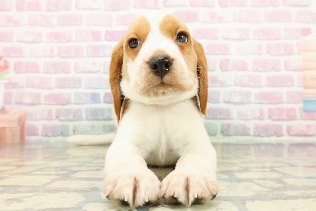 2025年12月16日生まれのビーグル