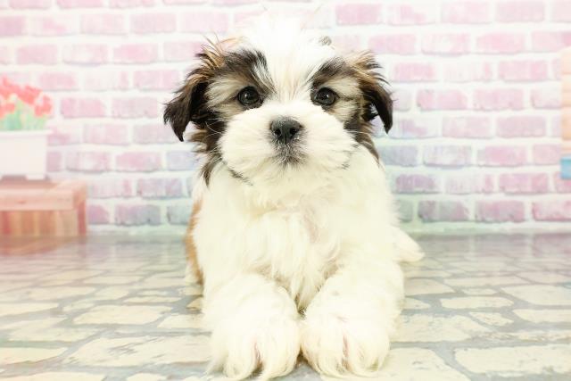 2025年12月15日生まれのマルズー/マルシーズ(マルチーズ×シーズー)