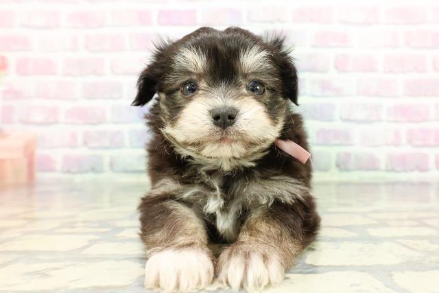 2025年12月13日生まれのチワマル/マルチワ(チワワ×マルチーズ)