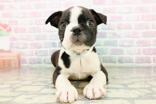 2025年12月16日生まれのボストンテリア