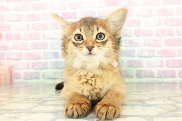 東京都のソマリ (Coo&RIKU武蔵小山店/2025年12月11日生まれ/女の子/ルディ)の子猫