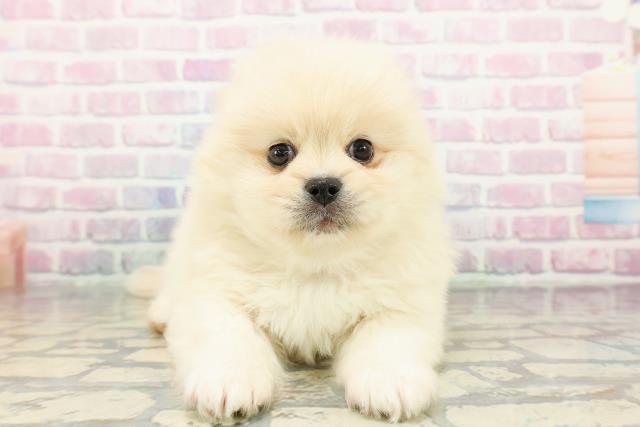 広島県のペキポメ/ポメペキ(ペキニーズ×ポメラニアン) (Coo&RIKU福山店/2025年12月14日生まれ/男の子/クリーム)の子犬の1枚目の画像