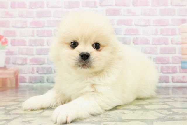 広島県のペキポメ/ポメペキ(ペキニーズ×ポメラニアン) (Coo&RIKU福山店/2025年12月14日生まれ/男の子/クリーム)の子犬の2枚目の画像