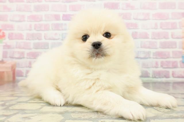 広島県のペキポメ/ポメペキ(ペキニーズ×ポメラニアン) (Coo&RIKU福山店/2025年12月14日生まれ/男の子/クリーム)の子犬の3枚目の画像
