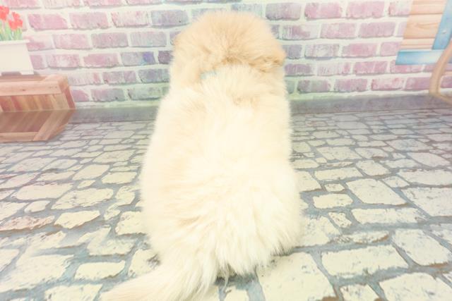 広島県のペキポメ/ポメペキ(ペキニーズ×ポメラニアン) (Coo&RIKU福山店/2025年12月14日生まれ/男の子/クリーム)の子犬の4枚目の画像