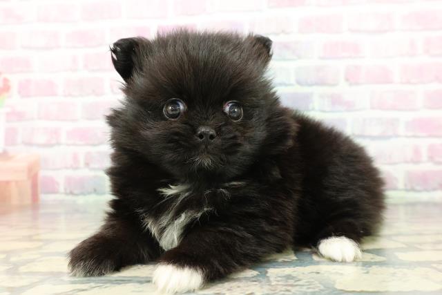 静岡県のペキポメ/ポメペキ(ペキニーズ×ポメラニアン) (Coo&RIKU浜松店/2025年12月14日生まれ/女の子/ブラックホワイト)の子犬の2枚目の画像