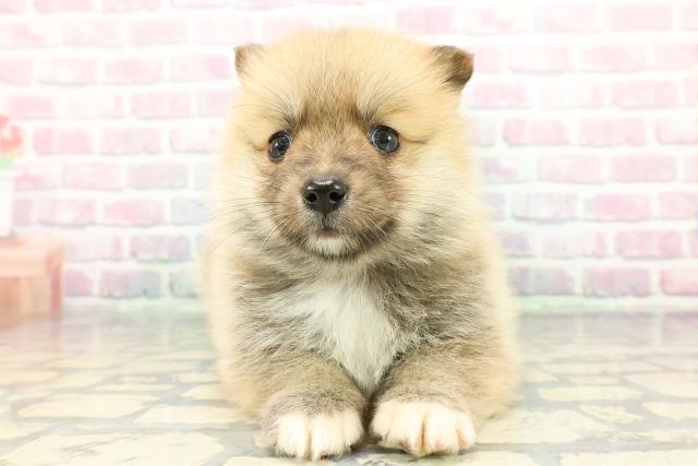 静岡県のポメコーギー(ポメラニアン×コーギー) (Coo&RIKU静岡SBS通り店/2025年12月16日生まれ/女の子/セーブルホワイト)の子犬の1枚目の画像