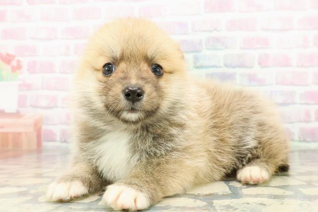 静岡県のポメコーギー(ポメラニアン×コーギー) (Coo&RIKU静岡SBS通り店/2025年12月16日生まれ/女の子/セーブルホワイト)の子犬の2枚目の画像