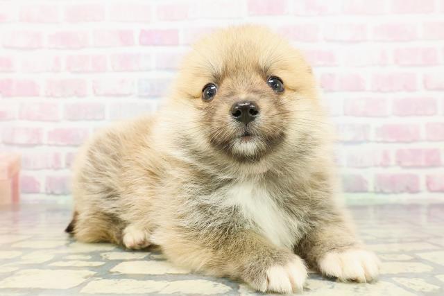 静岡県のポメコーギー(ポメラニアン×コーギー) (Coo&RIKU静岡SBS通り店/2025年12月16日生まれ/女の子/セーブルホワイト)の子犬の3枚目の画像