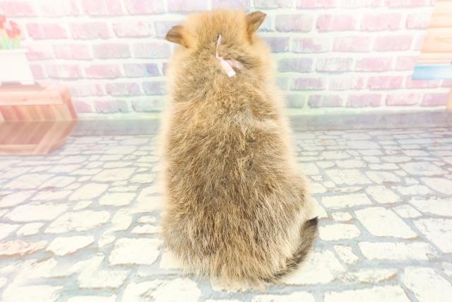 静岡県のポメコーギー(ポメラニアン×コーギー) (Coo&RIKU静岡SBS通り店/2025年12月16日生まれ/女の子/セーブルホワイト)の子犬の4枚目の画像