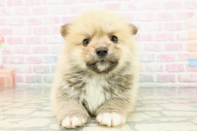 群馬県のポメコーギー(ポメラニアン×コーギー) (Coo&RIKU伊勢崎店/2025年12月16日生まれ/男の子/セーブルホワイト)の子犬の1枚目の画像