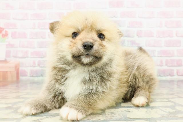 群馬県のポメコーギー(ポメラニアン×コーギー) (Coo&RIKU伊勢崎店/2025年12月16日生まれ/男の子/セーブルホワイト)の子犬の2枚目の画像