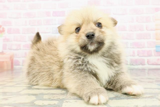 群馬県のポメコーギー(ポメラニアン×コーギー) (Coo&RIKU伊勢崎店/2025年12月16日生まれ/男の子/セーブルホワイト)の子犬の3枚目の画像