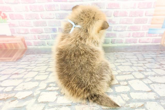 群馬県のポメコーギー(ポメラニアン×コーギー) (Coo&RIKU伊勢崎店/2025年12月16日生まれ/男の子/セーブルホワイト)の子犬の4枚目の画像