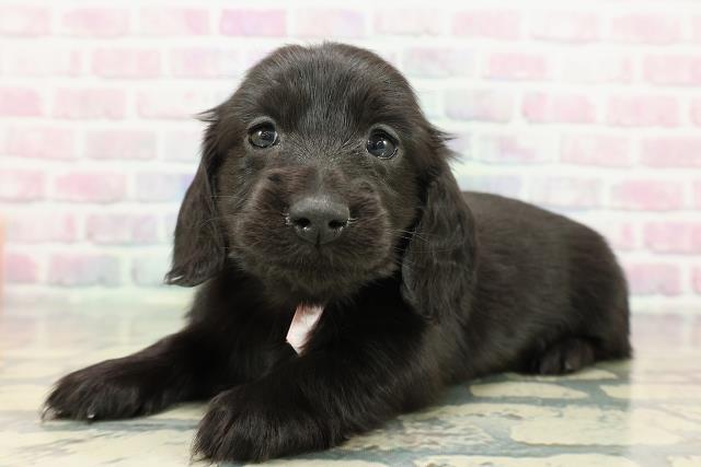 神奈川県のミニチュアダックスフンド(ロング) (Coo&RIKU横浜青葉店/2025年12月15日生まれ/女の子/ブラック)の子犬の2枚目の画像