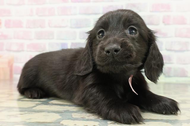 神奈川県のミニチュアダックスフンド(ロング) (Coo&RIKU横浜青葉店/2025年12月15日生まれ/女の子/ブラック)の子犬の3枚目の画像