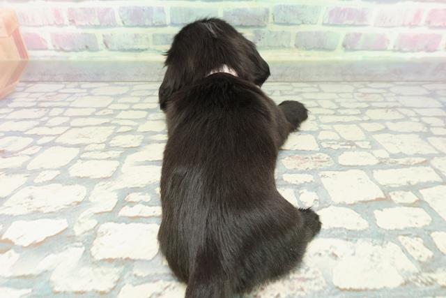 神奈川県のミニチュアダックスフンド(ロング) (Coo&RIKU横浜青葉店/2025年12月15日生まれ/女の子/ブラック)の子犬の4枚目の画像