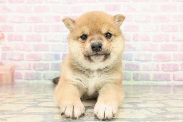 東京都の豆柴 (Coo&RIKU吉祥寺店/2025年12月15日生まれ/男の子/赤)の子犬の1枚目の画像