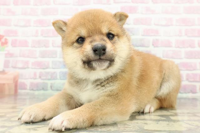 東京都の豆柴 (Coo&RIKU吉祥寺店/2025年12月15日生まれ/男の子/赤)の子犬の2枚目の画像