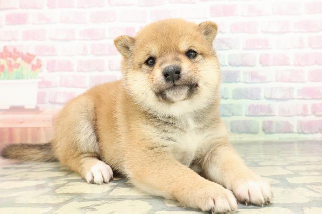 東京都の豆柴 (Coo&RIKU吉祥寺店/2025年12月15日生まれ/男の子/赤)の子犬の3枚目の画像