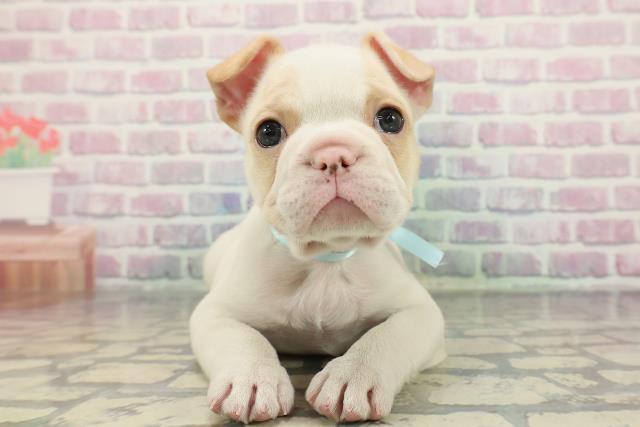 埼玉県のフレンチブルドッグ (Coo&RIKU熊谷ニットーモール店/2025年12月14日生まれ/男の子/ホワイトクリーム)の子犬の1枚目の画像