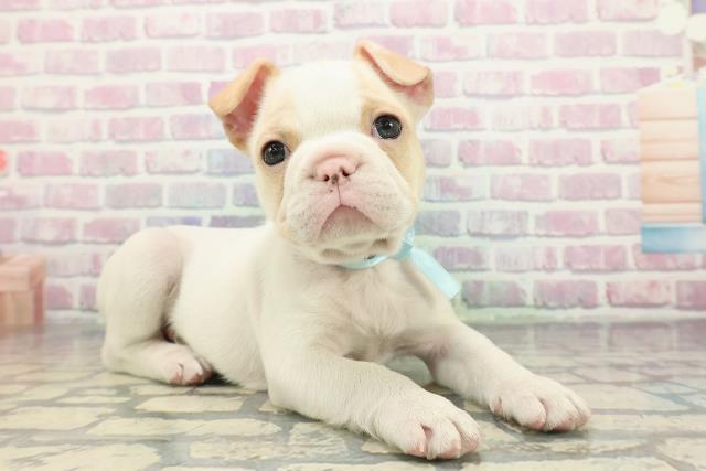 埼玉県のフレンチブルドッグ (Coo&RIKU熊谷ニットーモール店/2025年12月14日生まれ/男の子/ホワイトクリーム)の子犬の3枚目の画像