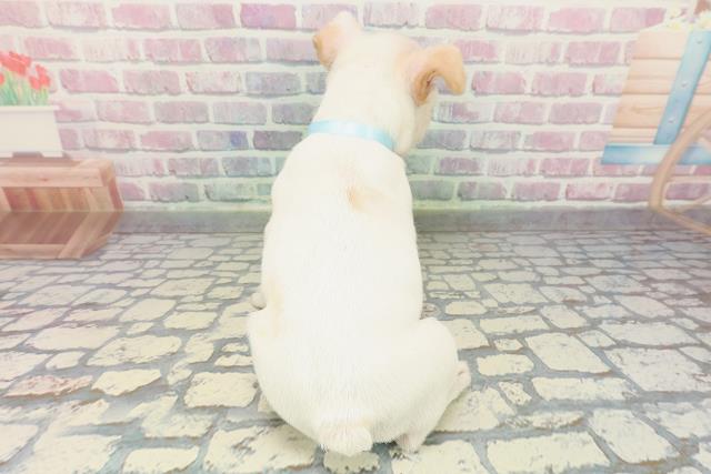 埼玉県のフレンチブルドッグ (Coo&RIKU熊谷ニットーモール店/2025年12月14日生まれ/男の子/ホワイトクリーム)の子犬の4枚目の画像