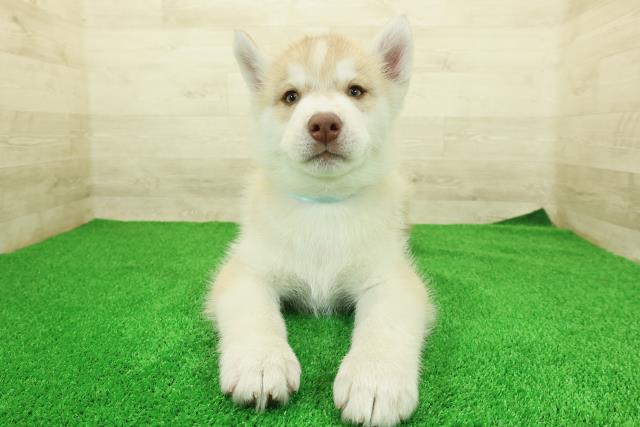 埼玉県のシベリアンハスキー (Coo&RIKU岩槻店/2025年12月16日生まれ/男の子/レッドホワイト)の子犬の1枚目の画像