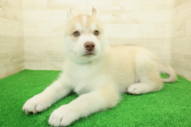 埼玉県のシベリアンハスキー (Coo&RIKU岩槻店/2025年12月16日生まれ/男の子/レッドホワイト)の子犬の2枚目の画像