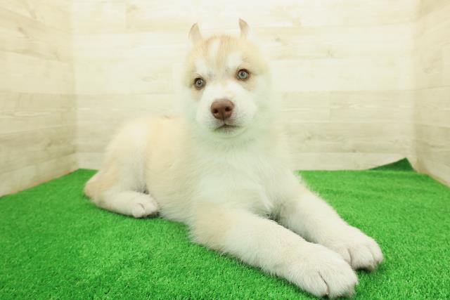 埼玉県のシベリアンハスキー (Coo&RIKU岩槻店/2025年12月16日生まれ/男の子/レッドホワイト)の子犬の3枚目の画像