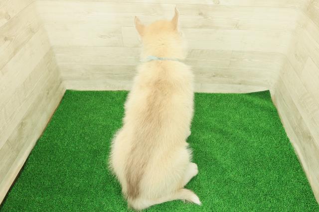 埼玉県のシベリアンハスキー (Coo&RIKU岩槻店/2025年12月16日生まれ/男の子/レッドホワイト)の子犬の4枚目の画像