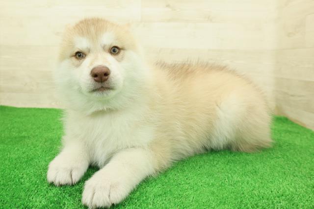 神奈川県のシベリアンハスキー (Coo&RIKU横浜旭店/2025年12月16日生まれ/女の子/レッドホワイト)の子犬の2枚目の画像