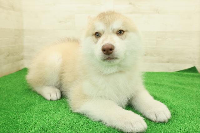 神奈川県のシベリアンハスキー (Coo&RIKU横浜旭店/2025年12月16日生まれ/女の子/レッドホワイト)の子犬の3枚目の画像