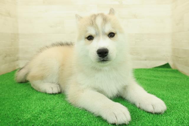 神奈川県のシベリアンハスキー (Coo&RIKU相模原店/2025年12月16日生まれ/女の子/レッドホワイト)の子犬の3枚目の画像