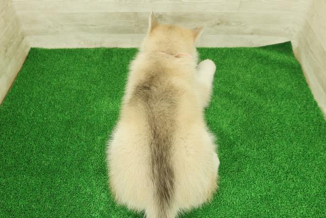 神奈川県のシベリアンハスキー (Coo&RIKU相模原店/2025年12月16日生まれ/女の子/レッドホワイト)の子犬の4枚目の画像