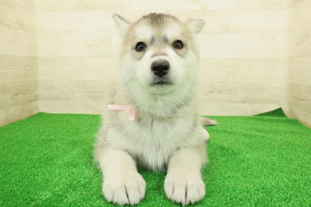 神奈川県のシベリアンハスキー (Coo&RIKU横浜青葉店/2025年12月16日生まれ/女の子/シルバーホワイト)の子犬の1枚目の画像